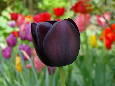 schwarze Tulpe