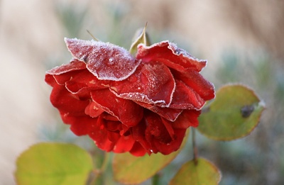 gefrostete rose
