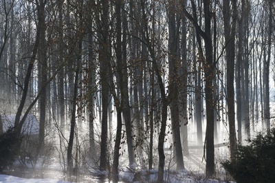 Pappelwald im Winter