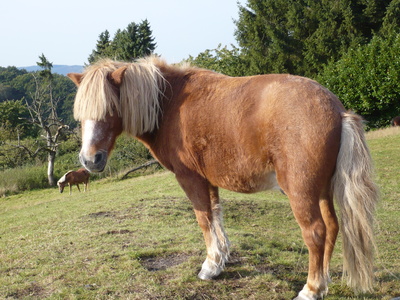 Pferde im Sauerland