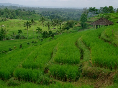 Balinesische Reisfelder