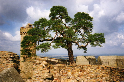 Älteste Waldkiefer Deutschlands