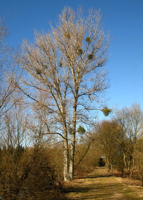 Pappel am Teich