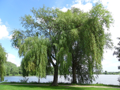 Baum am Vörder See