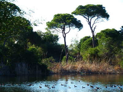 Biotop mit Teich, Enten und Kiefern