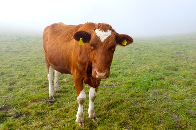 Kuh auf der nebligen Weide