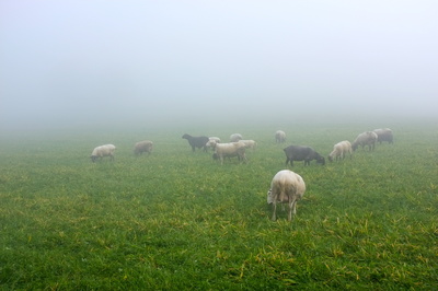 Schafe im Nebel