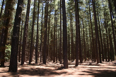 Der Wald vor lauter Bäumen