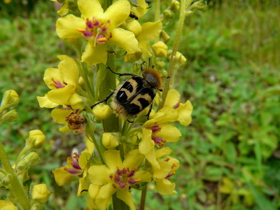 Pinselkäfer auf Königskerze