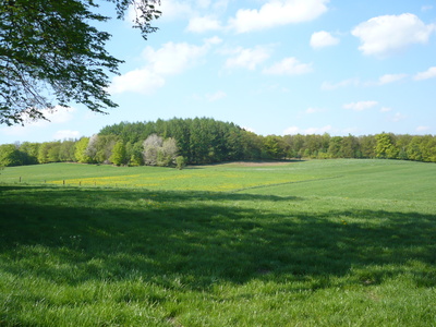 Ein Stück Sauerland Natur