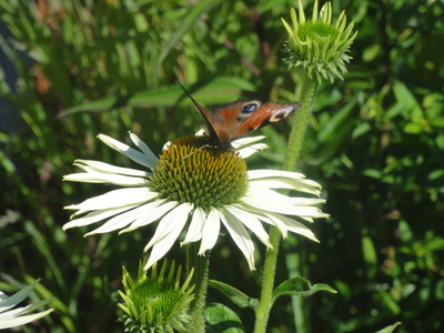 Blume mit Schmetterling