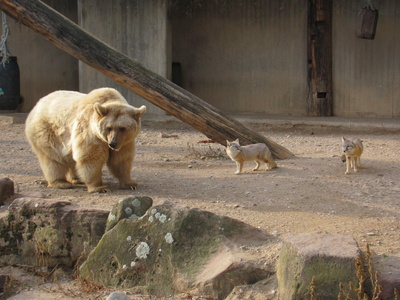 Braunbär und Wüstenfüchse in einem Gehege im Zoo von Heidelberg