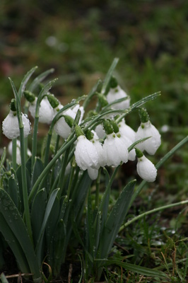 schneeglöckchen im regen