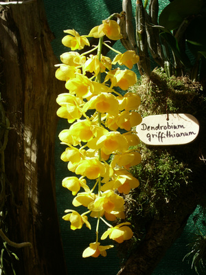 Orchide  Dendrobium Griffithianum