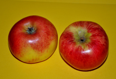 Äpfel (Jonagold)