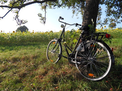 Hollandrad vor Sonnenblumenfeld