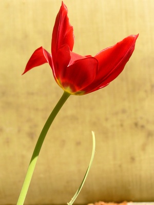 Rote Tulpe vor dem Regenfass