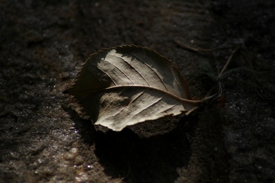 Mein Herbstblatt