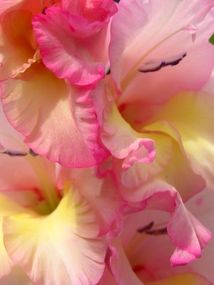 Gladiola