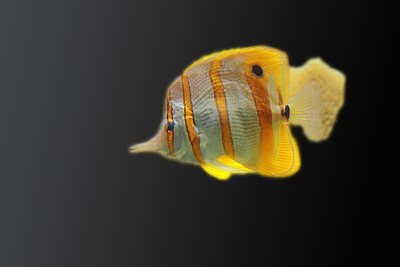Fisch gelb-weiß