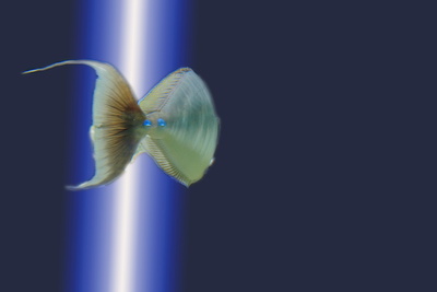 blauer Fisch