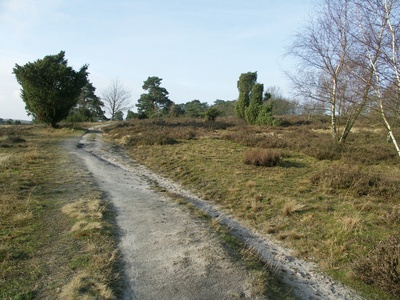 Lüneburger Heide im Winter