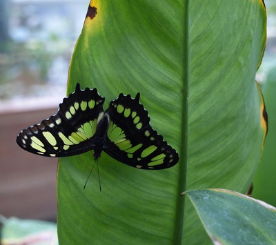 Malachit-Schmetterling