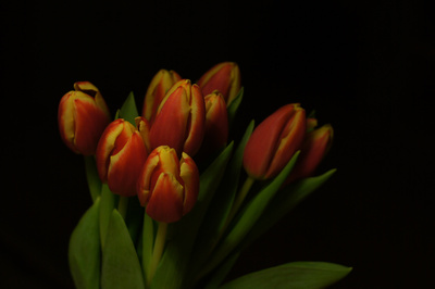 Tulpen im Dunkeln