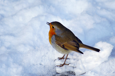 Auf Futtersuche im Schnee