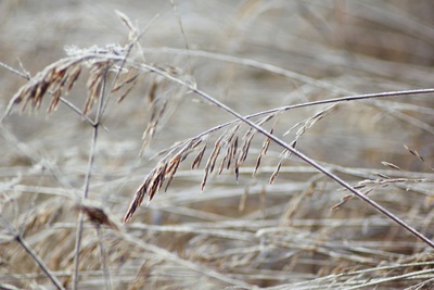 Wintergräser