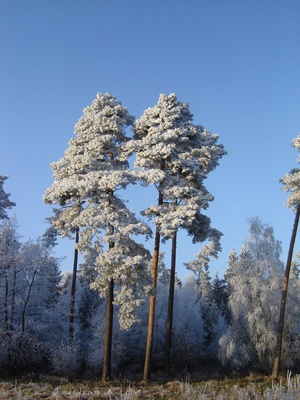 Blüten aus Eis Blüten aus Eis