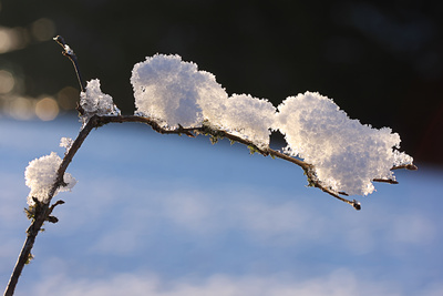 der Schnee hängt am Ast