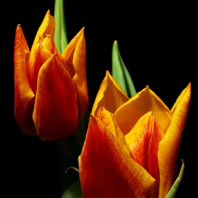 Tulpenfeuer