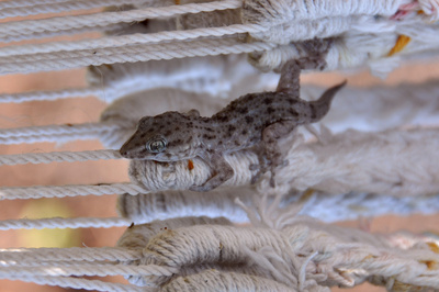 Ein kleiner Gecko