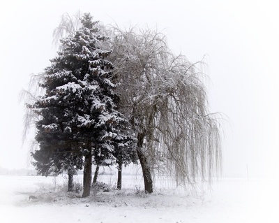 winterbäume