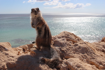 Baumstreifenhörnchen auf Furteventura 5