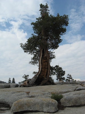 Auf Felsen gewachsener Baum, Yosemite National Park