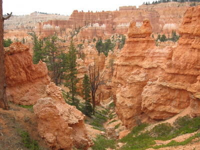 Rote Steine, grüne Pflanzen (Bryce Canyon National Park)