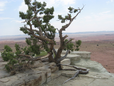 Ein Baum am Rande der San Rafael Swell, Nahe Castle Valley, Utah