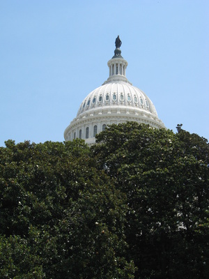 Kuppel des United States Capitol hinter Bäumen