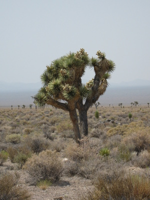 Joshua tree, near Nevada State Route 375