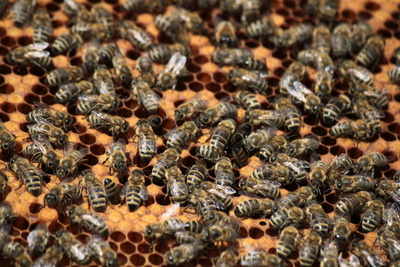 Emsiges Bienenvolk