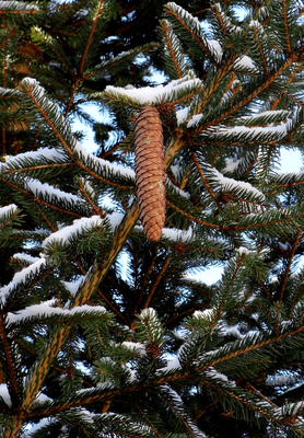 Winterlicher Tannenzapfen