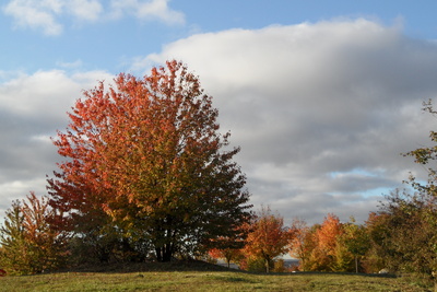 Herbstbunte Bäume