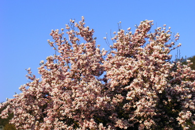 Magnolienbaum