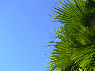 Palmblätter und Himmel