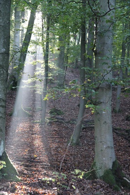 Sonnenstrahlen durch den Wald