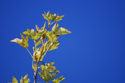 Blauer Himmel