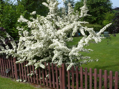 Blühender  Baum