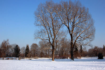 Liebesbäume im Winter